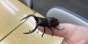 『ムシキング2024夏☆』