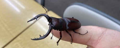 『ムシキング2024夏☆』