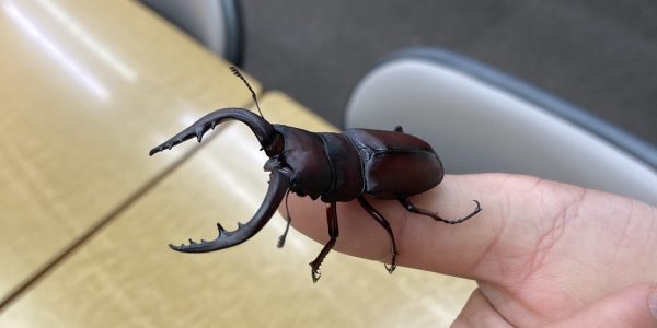 『ムシキング2024夏☆』