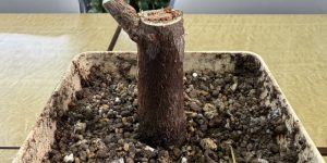 『パキラ、元気な芽をだせよ☆』