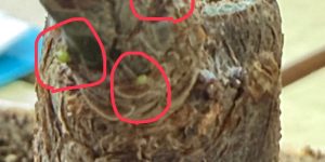 『パキラ　成長日記　No.1』