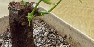 『パキラ　成長日記　No.2』