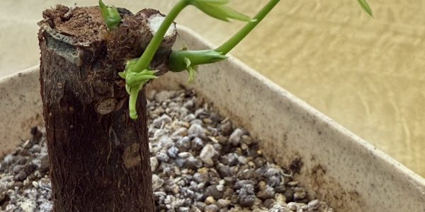 『パキラ　成長日記　No.2』